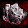 Аватар паблишера Альянс Blood Rose | LoCky